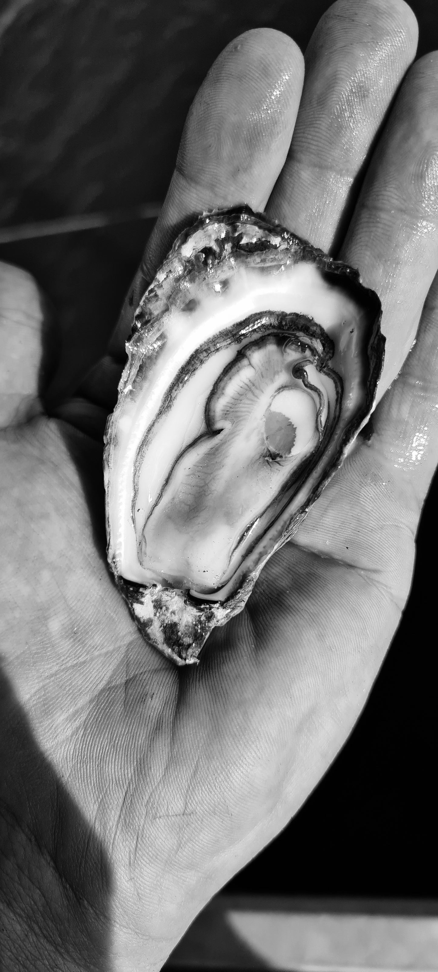 Sydney Rock Oysters